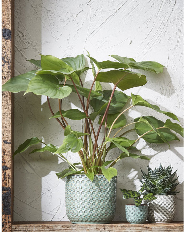 Bloempot - Binnen - Groen